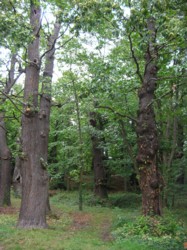 Forêt de Montmorency